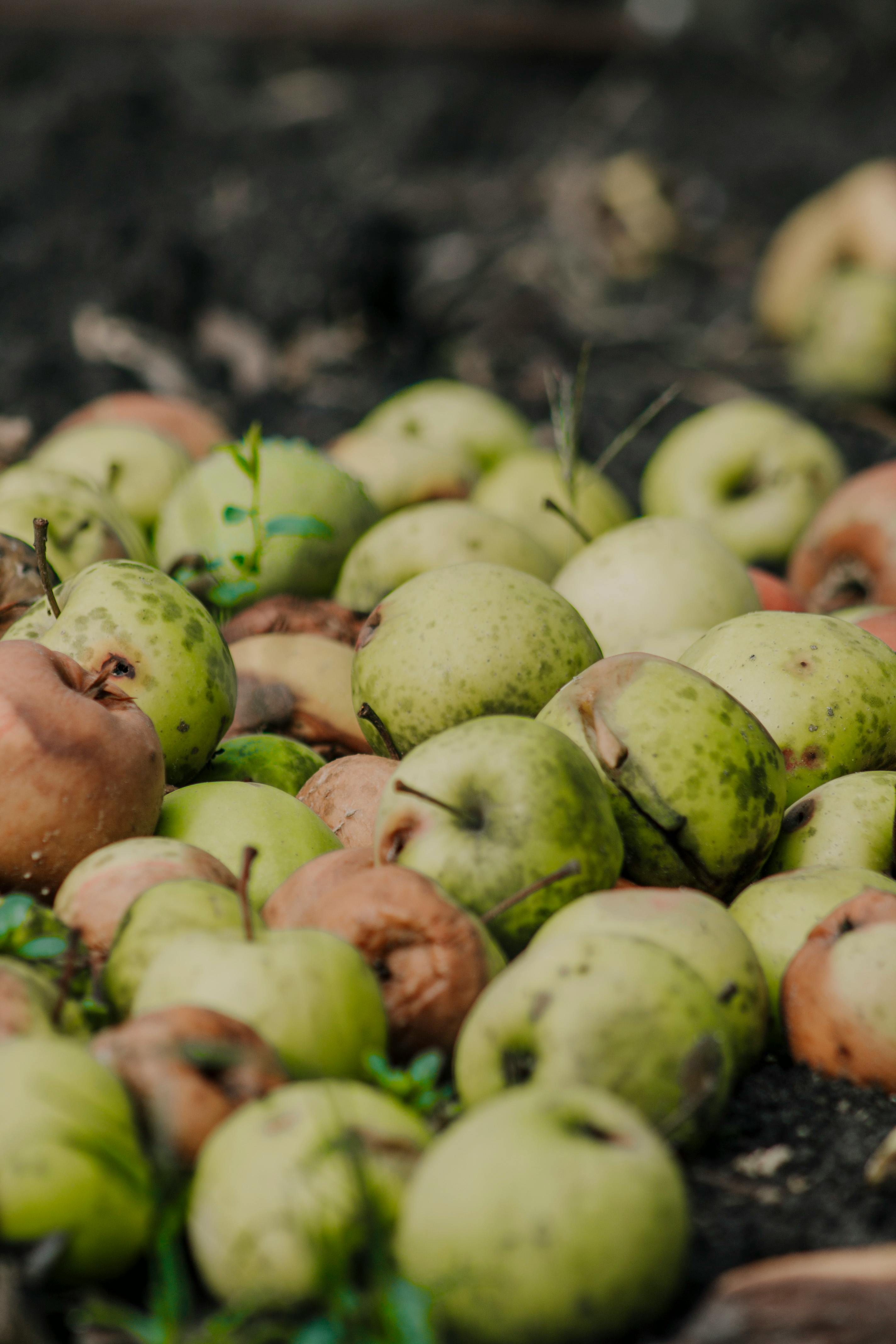 Neighbour dropping off food scraps